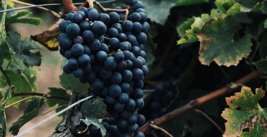 Trauben vom Winzer
